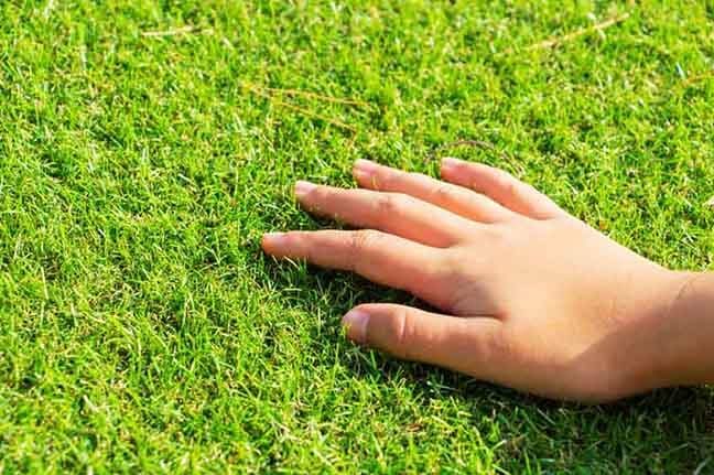 Artificial Grass Is Easier to Maintain Than Real Grass