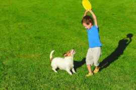 Is K9 Grass Right for Your Pet?